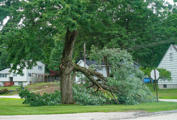 Best Tree Removal  in USA